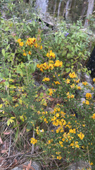 Pultenaea tarik