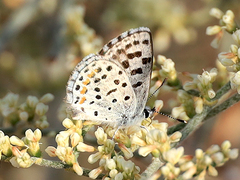 Euphilotes enoptes dammersi
