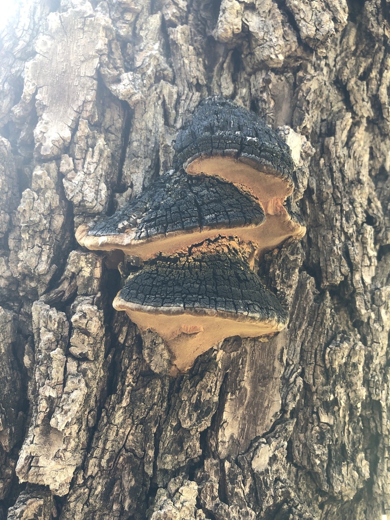 Sanghuangporus weirianus