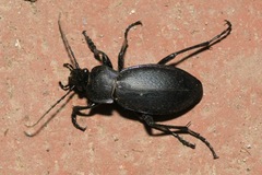 Carabus scheidleri
