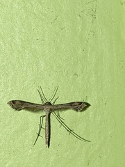 Stenoptilodes brevipennis
