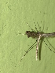 Stenoptilodes brevipennis