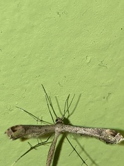 Stenoptilodes brevipennis