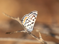 Euphilotes pallescens elvirae