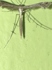 Stenoptilodes brevipennis