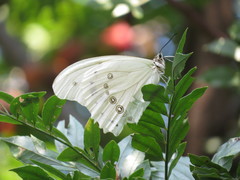 Morpho polyphemus polyphemus