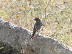 Phoenicurus ochruros