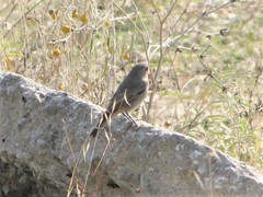 Phoenicurus ochruros