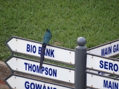 Lamprotornis caudatus