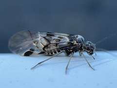 Psocinae