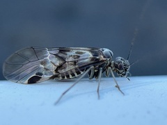 Psocinae