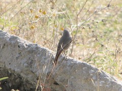 Phoenicurus ochruros