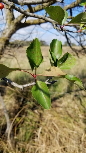 Crataegus viridis var. velutina