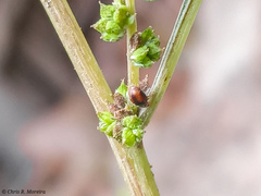 Scymnobius ecuadoricus