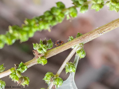Scymnobius ecuadoricus