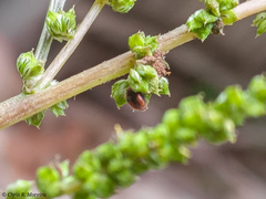 Scymnobius ecuadoricus