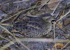 Turnix maculosus