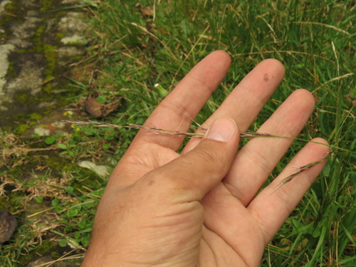 Nassella mucronata observed 2018-04-27