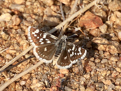 Pyrgus scriptura apertorum