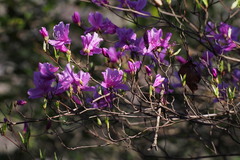 Rhododendron reticulatum