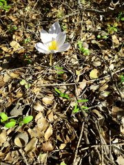 Crocus cancellatus mazziaricus