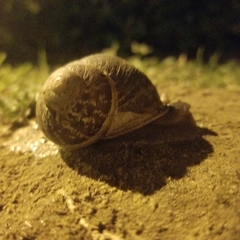 Cornu aspersum