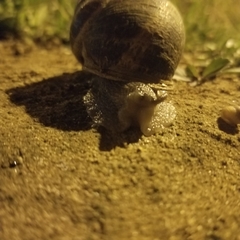 Cornu aspersum
