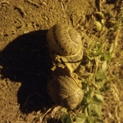 Cornu aspersum