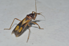 Rasahus thoracicus