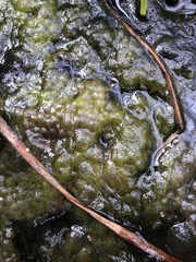 Charophyta