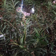 Nerium oleander