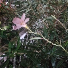 Nerium oleander