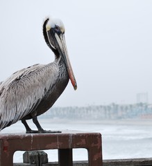 Pelecanus occidentalis