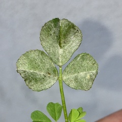 Erysiphe pisi