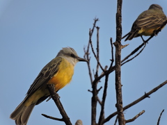 Tyrannus couchii