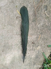 Ortalis ruficauda ruficauda