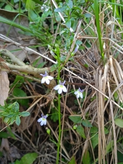 Diastatea