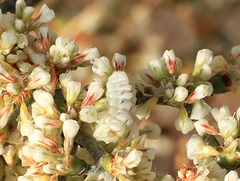 Euphilotes pallescens elvirae