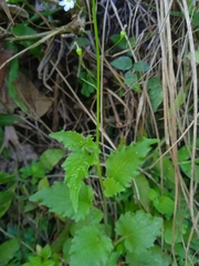 Diastatea