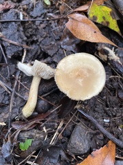 Tricholoma odorum