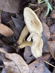 Tricholoma odorum