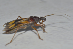 Rasahus thoracicus