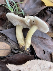 Tricholoma odorum