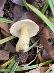 Tricholoma odorum