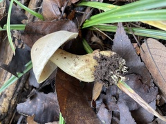 Tricholoma odorum