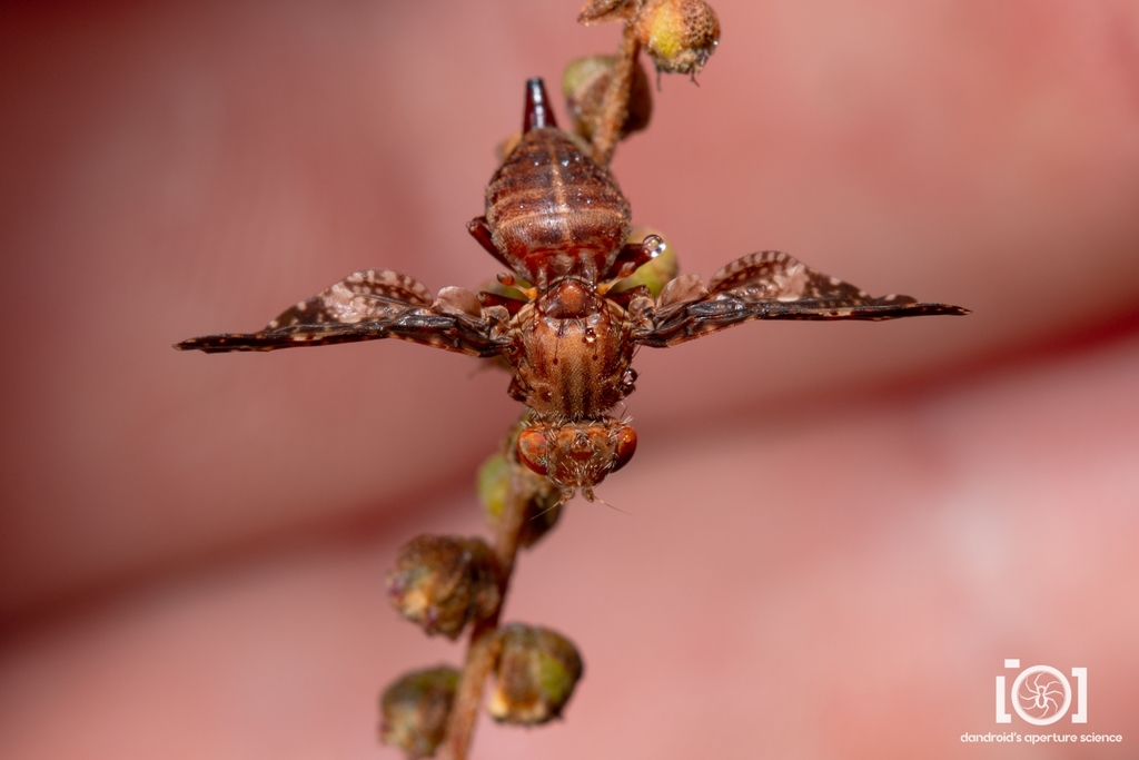 Eurosta floridensis