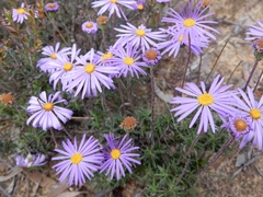 Olearia ciliata