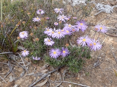 Olearia ciliata