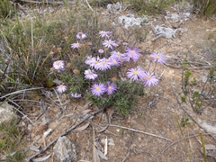 Olearia ciliata