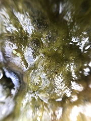 Charophyta